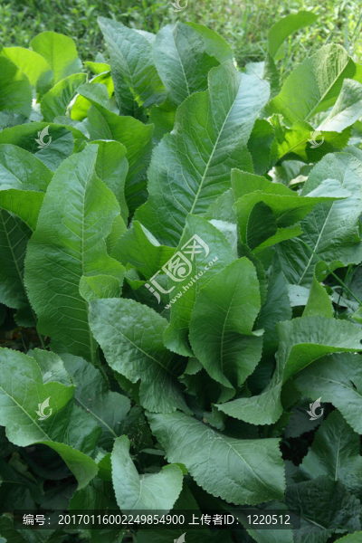 有機(jī)食品的辣根