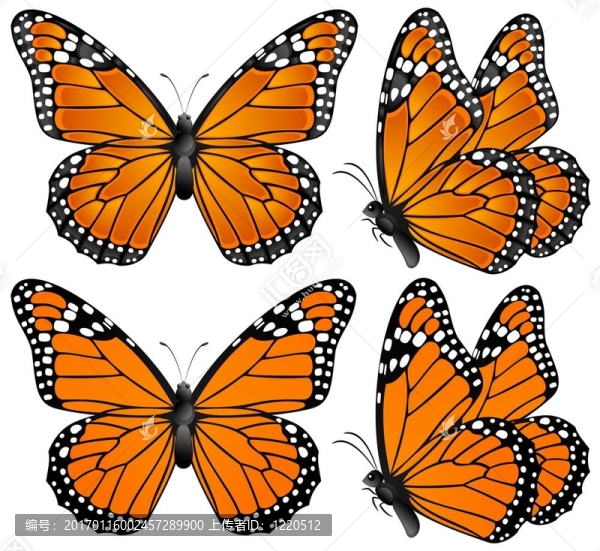 橙色的蝴蝶-匯圖網(wǎng) www.fosd68.com 橙色的蝴蝶