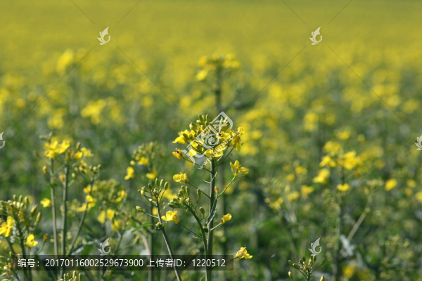 過程中的油菜