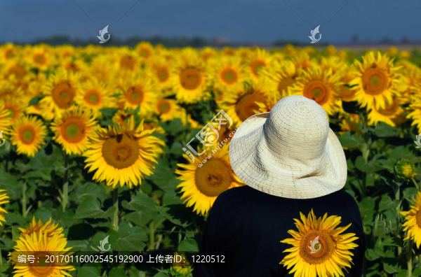 看著向日葵
