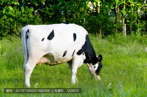奶牛