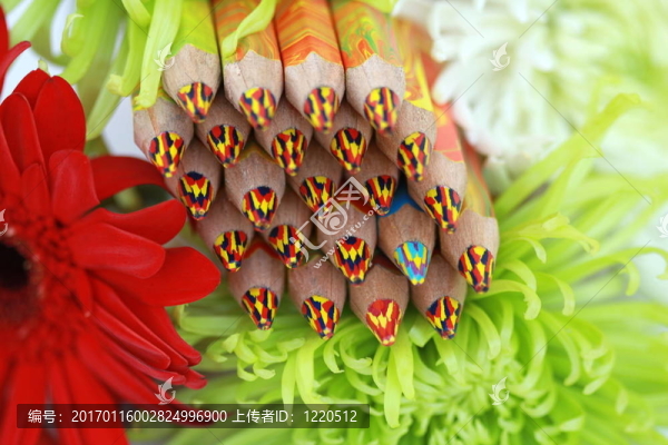 彩色鉛筆和菊花