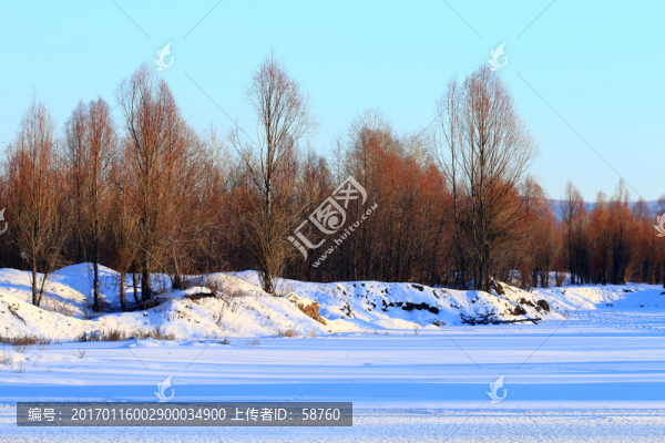 雪野樹林