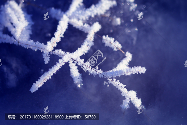 樹(shù)枝霜花雪景
