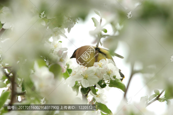 在樹的黃雪松太平鳥
