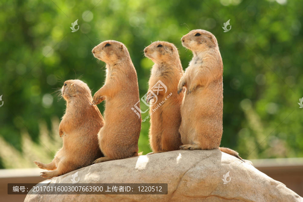 草原上的狗