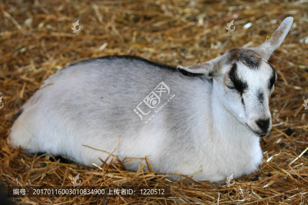 小山羊睡在干草中