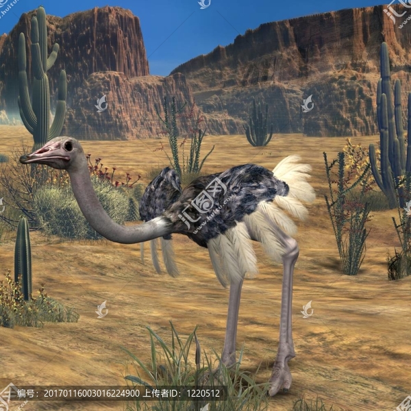 ostrich-3d動物