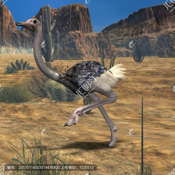 ostrich-3d動(dòng)物