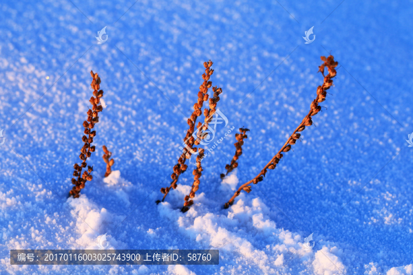 雪原野草雪景