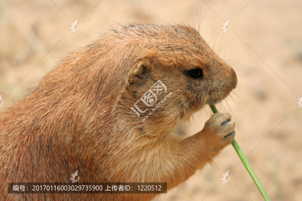 草原狗食草