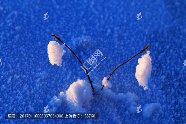 雪原野草雪景