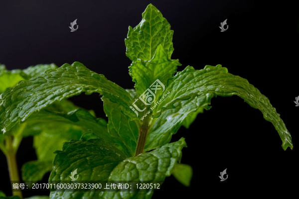 薄荷