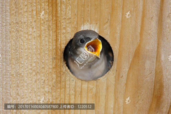 饑餓的嬰兒樹(shù)燕子