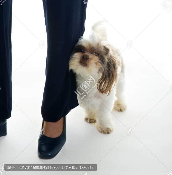 小狗愛擦媽媽的腿