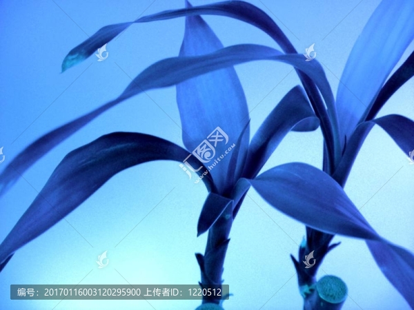 藍竹