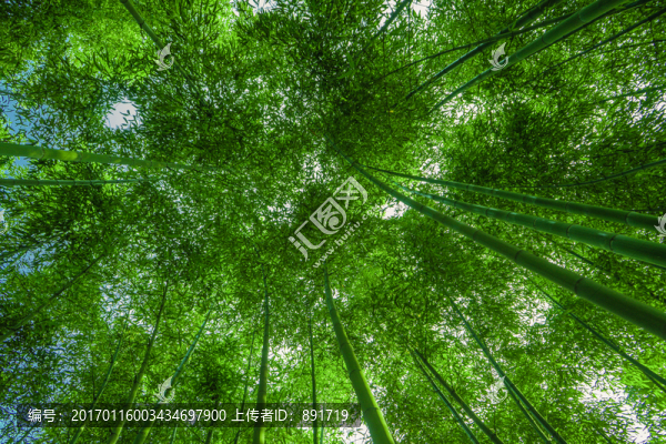 竹子高清,竹林背景,竹枝