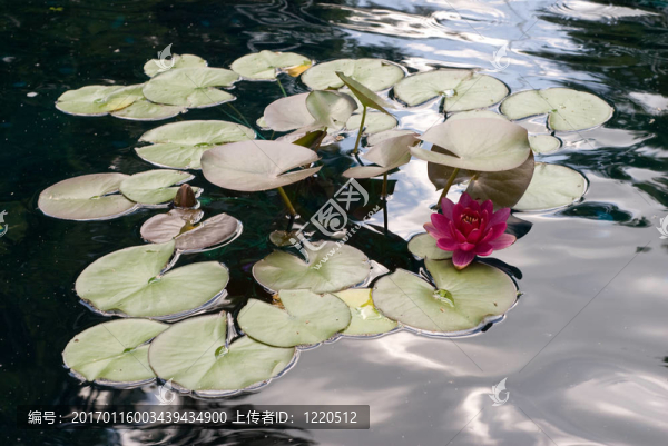 水百合