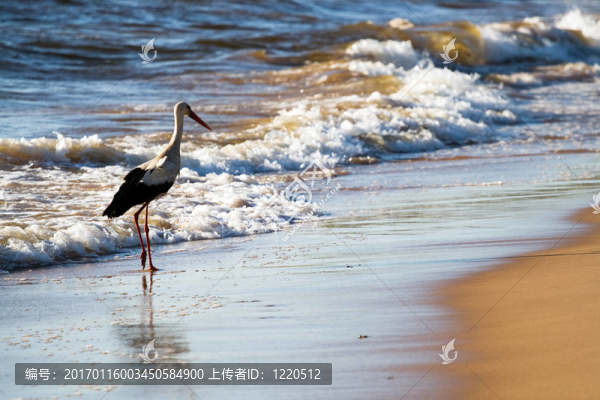 在海灘白鸛