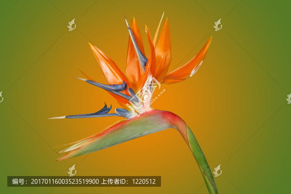 離天堂花的迷人的天堂鳥