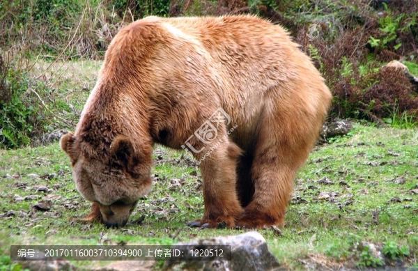 科迪亞克熊-匯圖網(wǎng) www.fosd68.com 科迪亞克熊