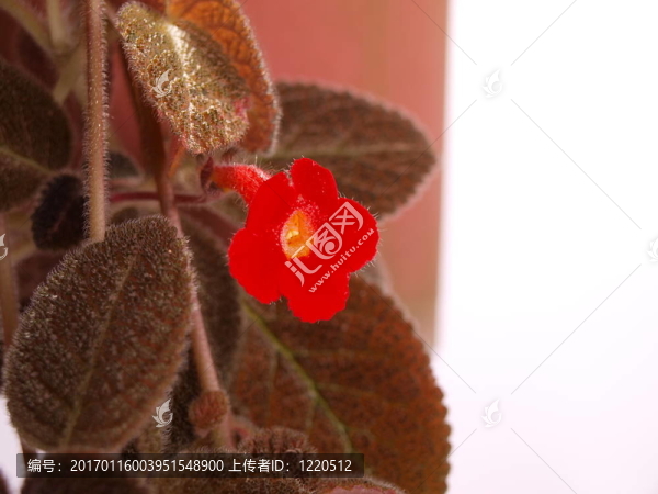 漂亮的紅色的花