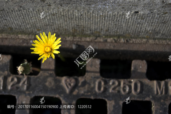 從一個(gè)溝壑中生長出來的蒲公英