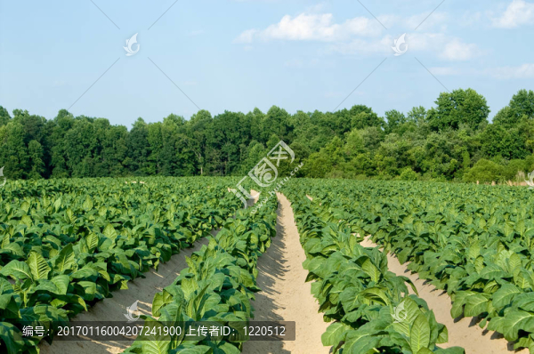 煙田-匯圖網(wǎng) www.fosd68.com 煙田