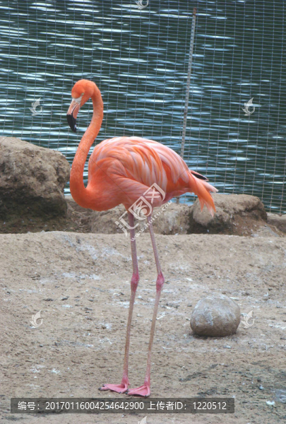 紅火鳥