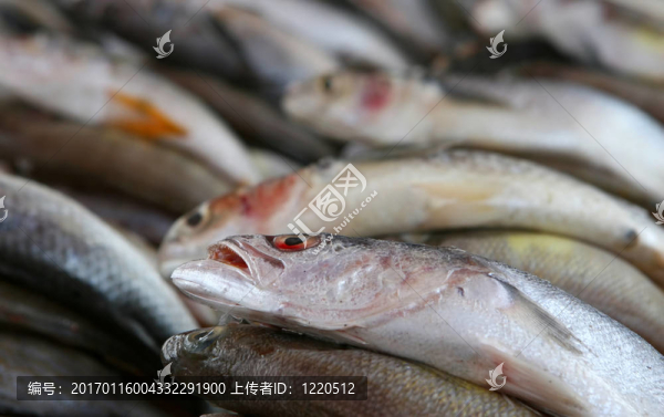生魚片