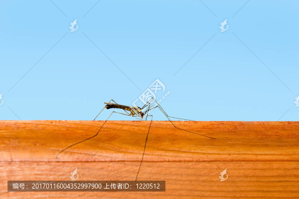 蚊子
