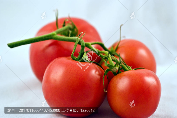 藤蔓上的西紅柿