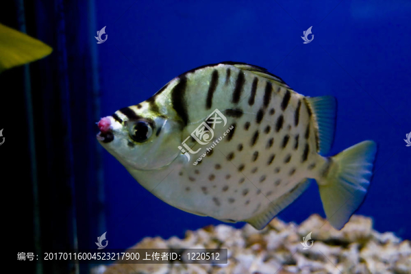 五顏六色的魚