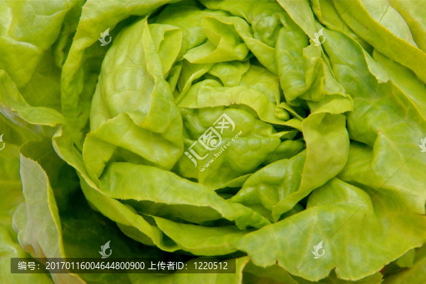 luttuce