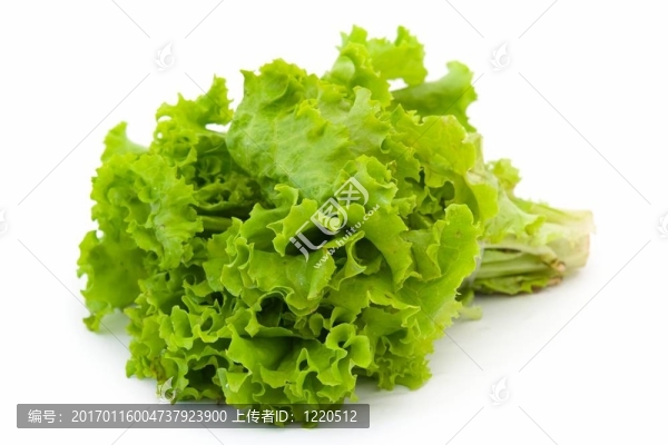 生菜