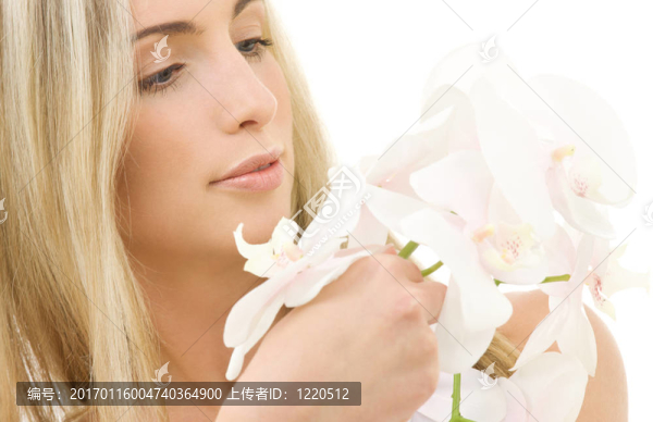 白蘭花