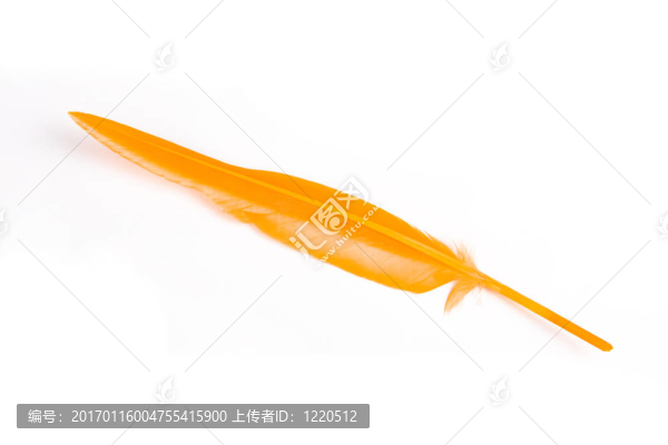 黃色的羽毛