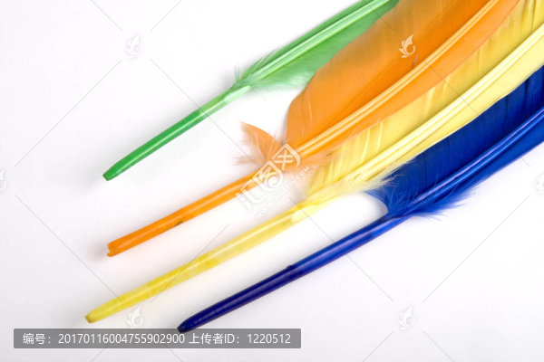 多彩的羽毛-匯圖網(wǎng) www.fosd68.com 多彩的羽毛