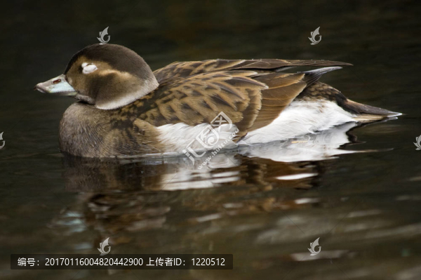 藍(lán)比爾鴨阿拉斯加-匯圖網(wǎng) www.fosd68.com 藍(lán)比爾鴨阿拉斯加