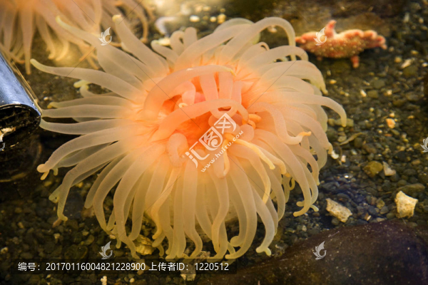 橙海Anenome