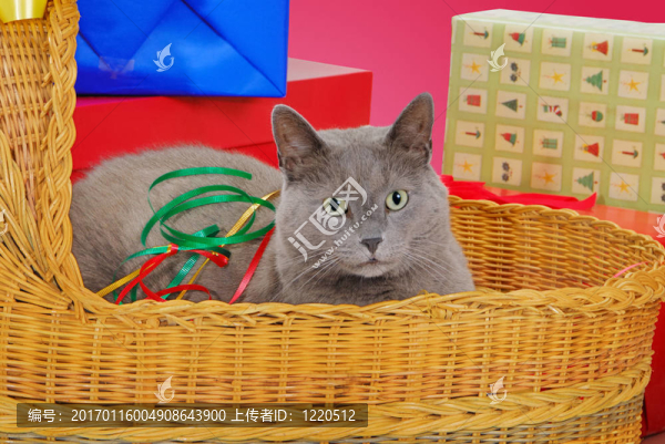 貓?jiān)诨@子里