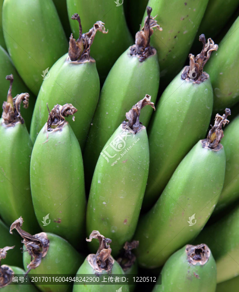 樹上的plaintains