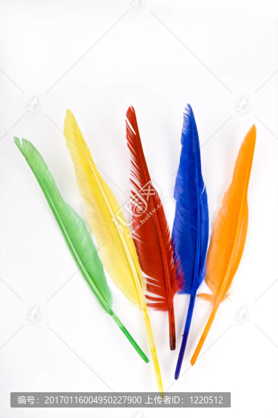 多彩的羽毛
