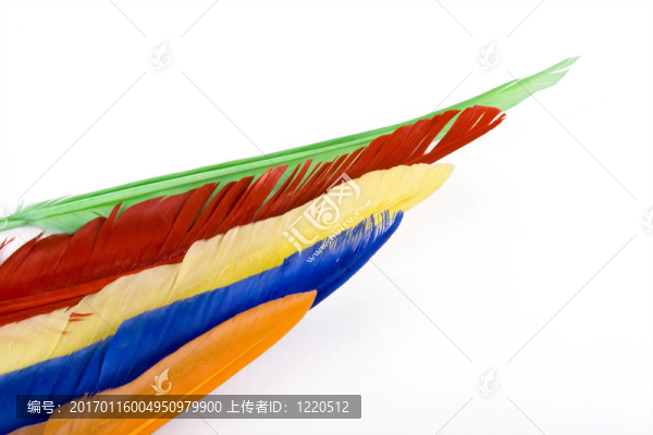多彩的羽毛