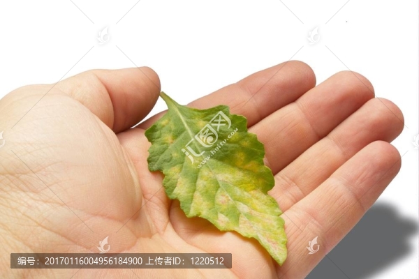 葉保健