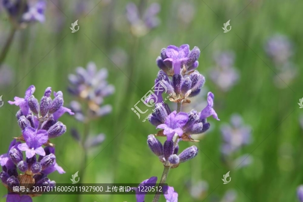 藍(lán)色的薰衣草
