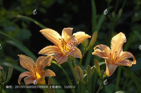 老虎百合