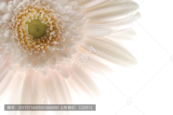 白色的非洲菊