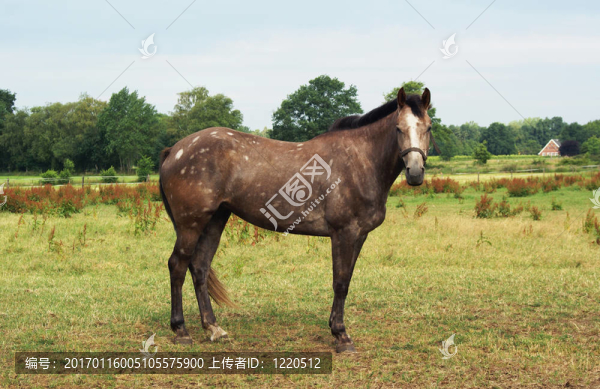 美麗的馬。