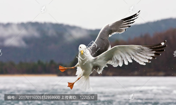海鷗